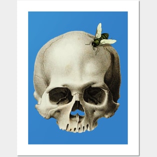Skull with a fly around Posters and Art